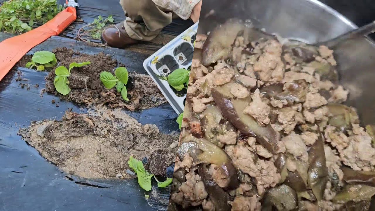 김장배추모종, 양배추 모종 심기/ 간소하게 먹을 일주일 집밥/ 짜장면/ 등뼈 김치찌개/ 가지솥밥/ 도토리묵