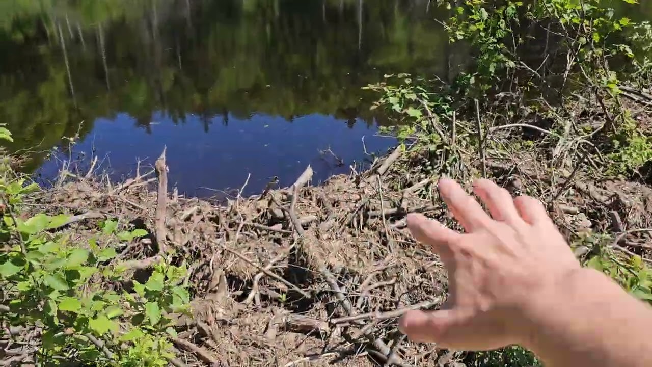 I Was Told I Shouldn't Touch This Beaver Dam Vlog