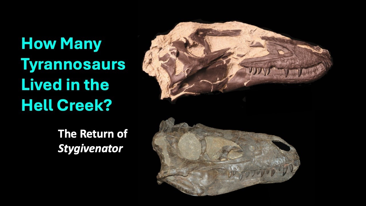 How Many Tyrannosaurs Lived In The Hell Creek? The Return of Stygivenator.