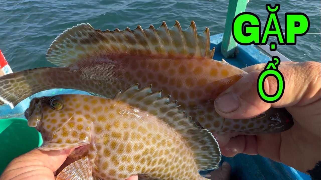 503) MAY MẮN CHO ỘT, GẶP ĐƯỢC Ổ CÁ MÚ.