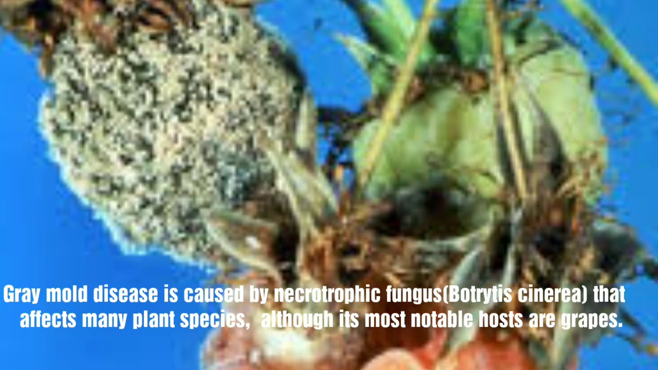Gray Mold disease of grapes and other plants