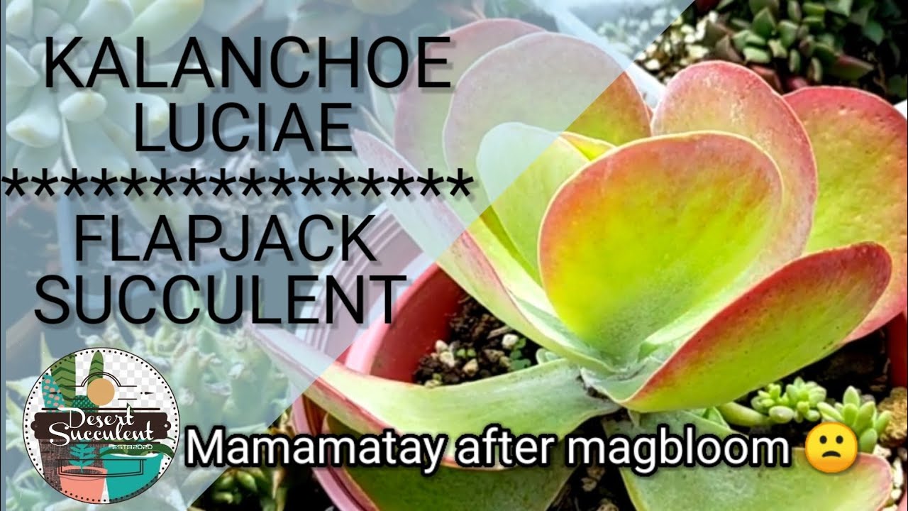 81/100 Kalanchoe Luciae Flapjack Succulent | Paddle plant • Red Pancake Succulent Propagation & Care