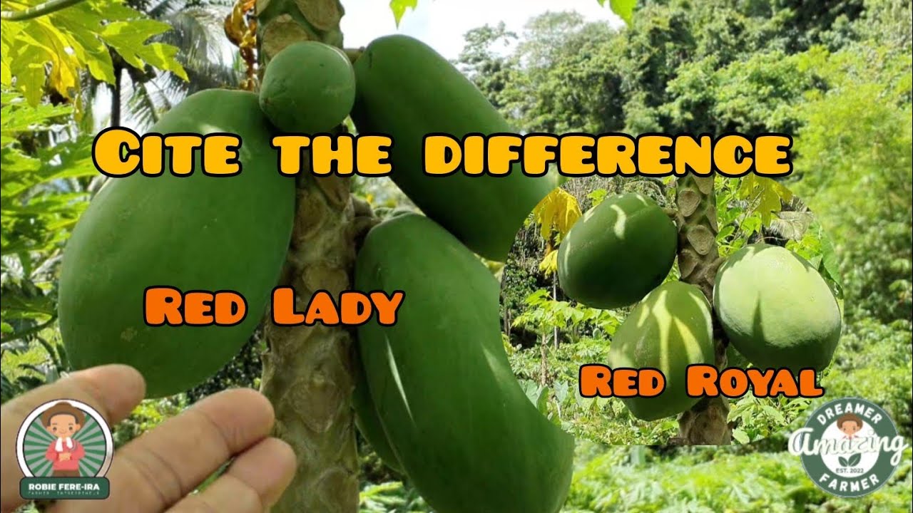PAPAYA: RED LADY VS. RED ROYAL🌱🍐 | Amazing Dreamer