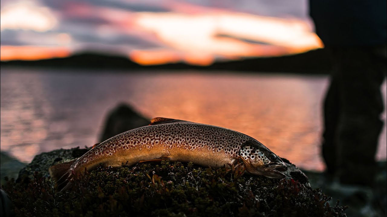 Ørretfiske i Sauheradfjella