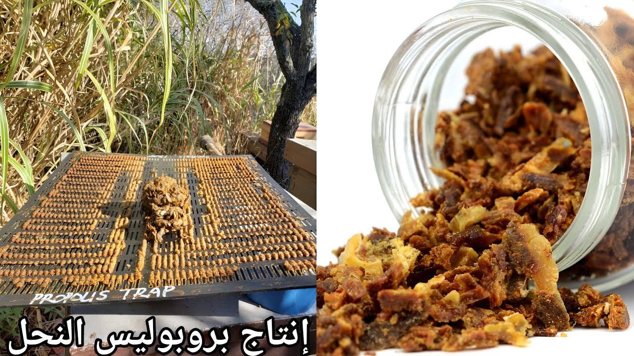 طريقة إنتاج البروبوليس أو العكبر من خلية النحل بجودة عالية | الجزء 2