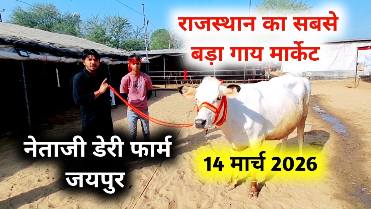 दुधारू गायों की लाइव मेला जयपुर 14 मार्च  | जयपुर हटवाड़ा Cow Market Jaipur  जयपुर नेताजी डेरी फार्म