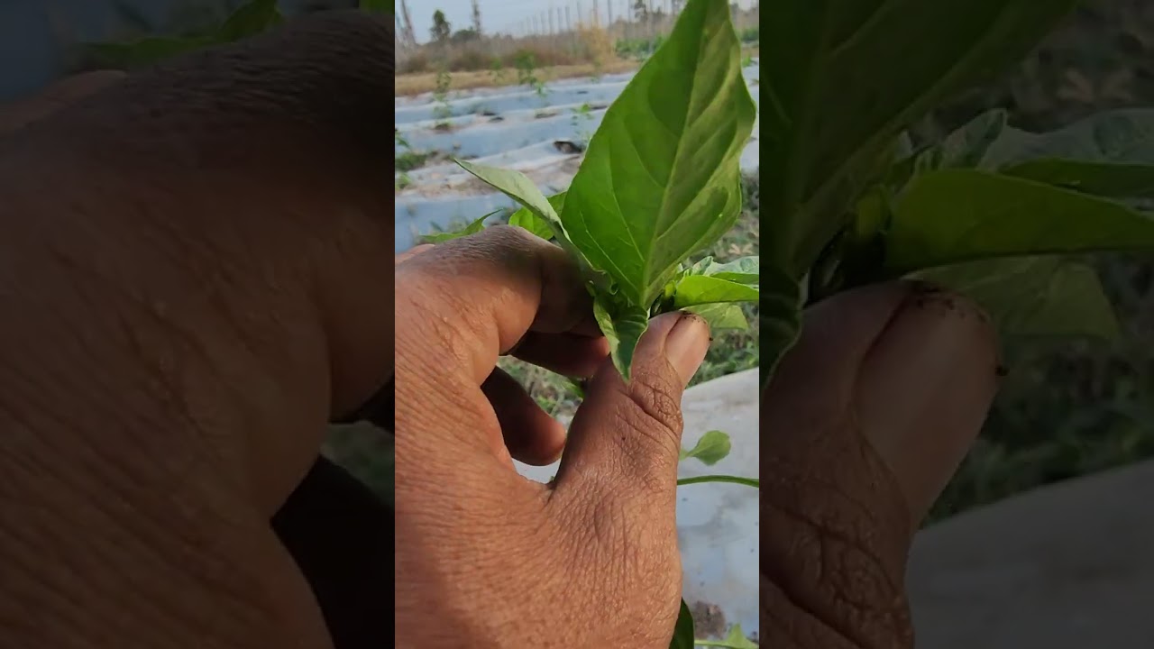 តែងដើម (Pruning) ដើម្បីឱ្យវាផ្តល់ផលបានច្រើន និងដើមរឹងមាំ