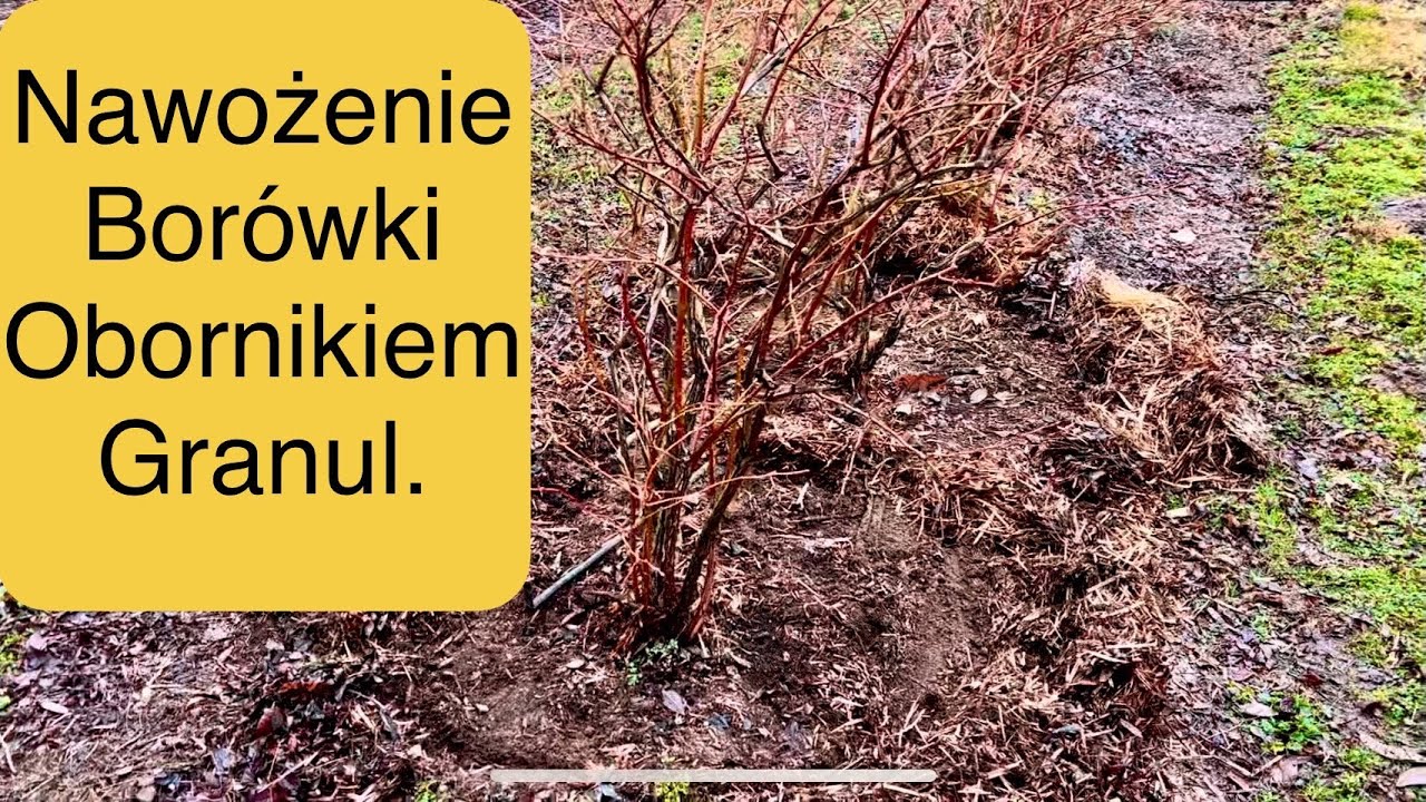 Nawożenie Borówki Obornikiem Granulowanym i CarboMatem cz. 1, Ekologiczne Nawożenie, #BorowkaPolska