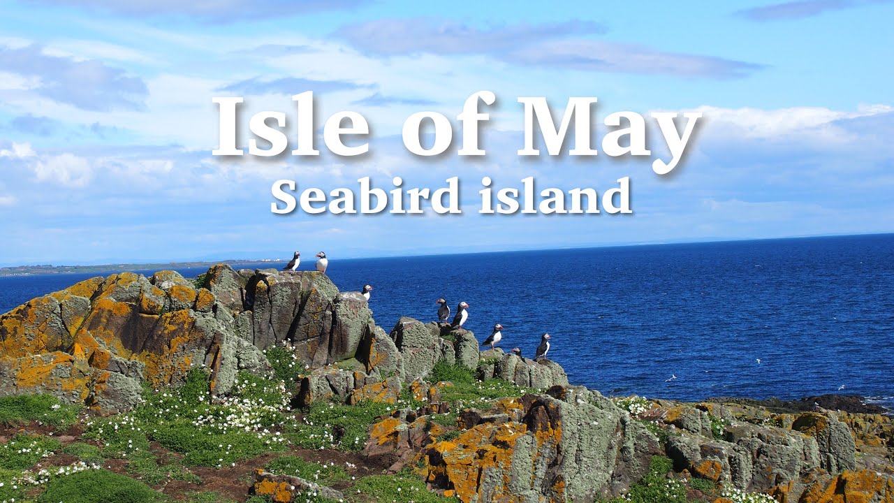 【Scotland】Isle of May ｜Seabird island ｜Walking tour