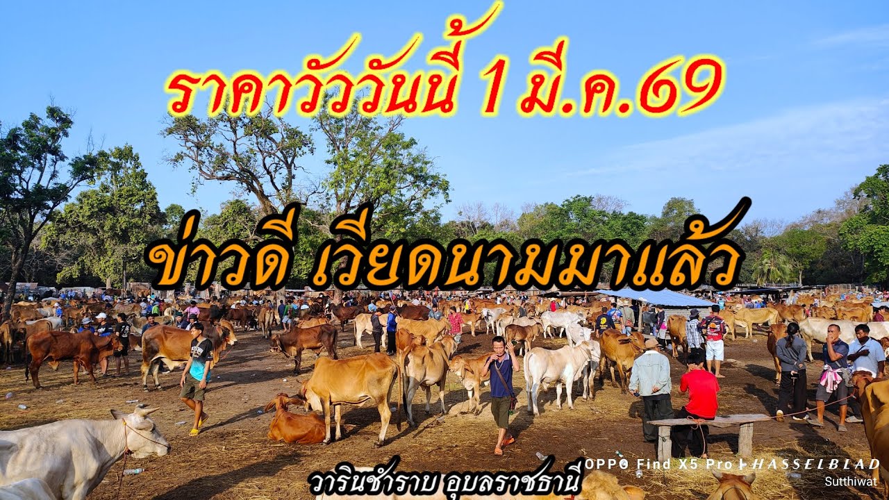 ราคาวัววันนี้ 1 มี.ค.69 ข่าวดี เวียดนามมาแล้ว วารินชำราบ อุบลราชธานี
