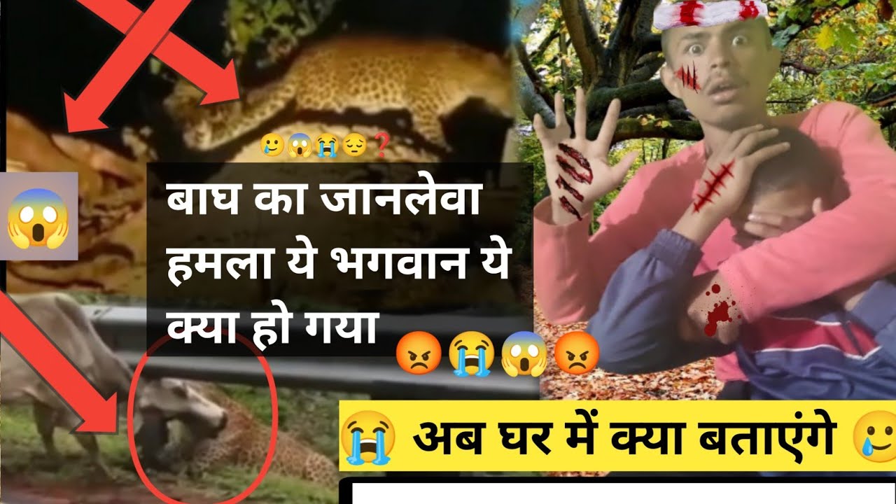 गांव में लगा बाघ 🐅 बाघ ने किया जानलेवा हमला 😭 Pahadi lifestyle vlog | Vipin Gusain