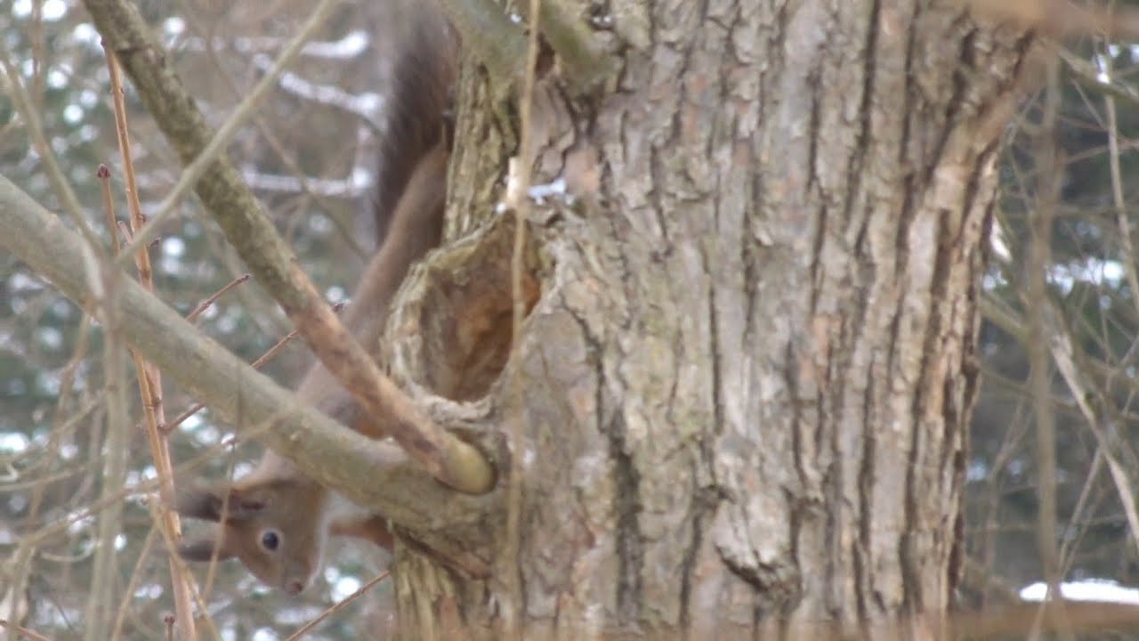Gonitwy wiewiórek (nad Sołą w Żywcu; 12.1.2026 rano)