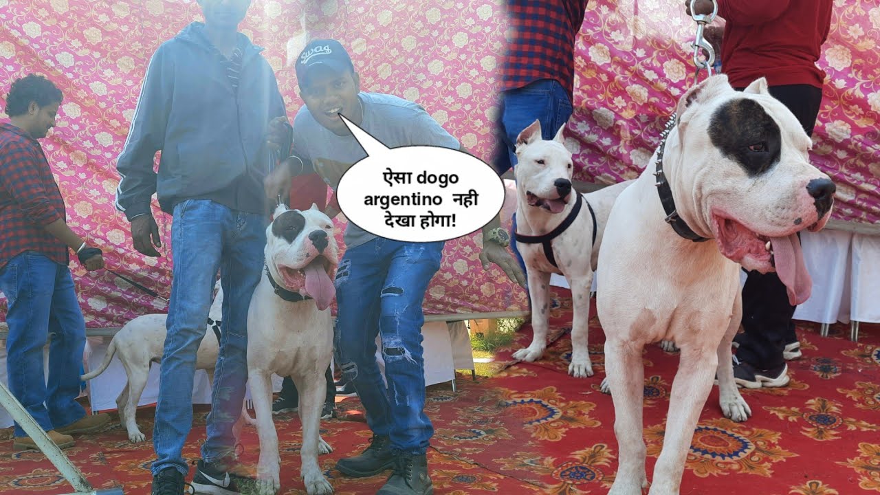 DOGOARGENTINO ARGENTINA IMPORT || JALANDHAR DOG SHOW