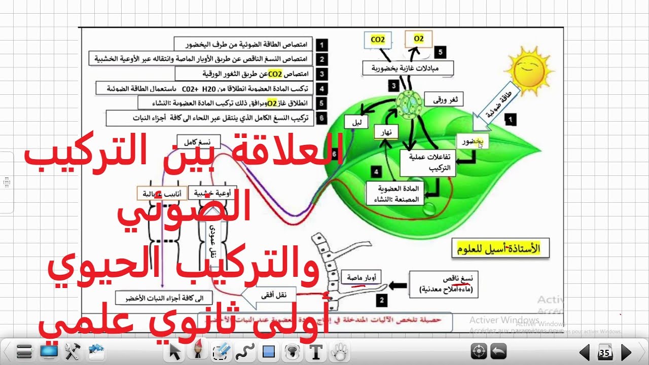 درس 12:العلاقة بين التركيب الضوئي والتركيب الحيوي علوم طبيعية أولى ثانوي علمي