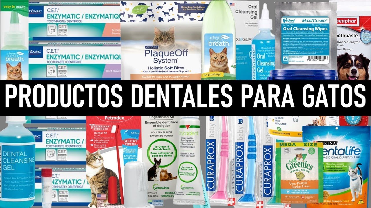 PRODUCTOS DENTALES para GATOS con la Dra. ANA MARTÍNEZ | La Vida Con Gatos 52