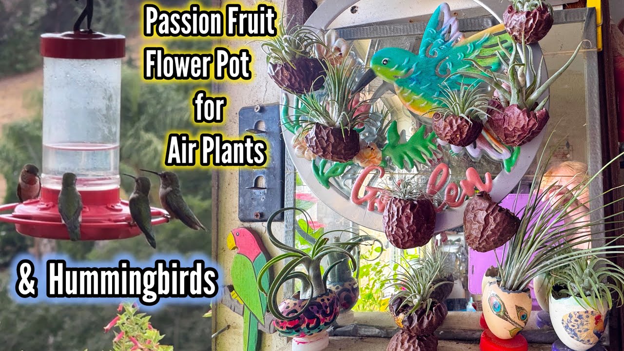 WOW! Passion Fruit POT Plant Craft Ideas for Air Plants House Plant Holder & Hummingbird Feeder Dot
