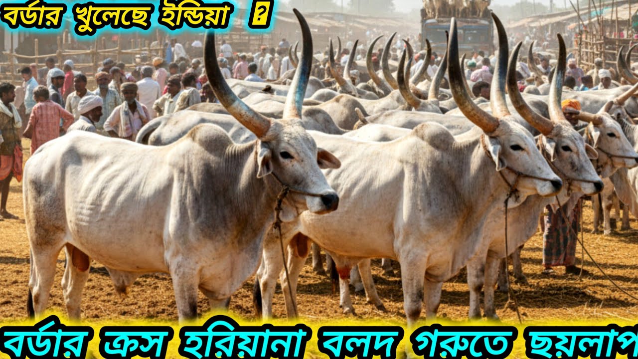 ৩০/১২/২৫/ ইন্ডিয়ান হরিয়ানা বলদ গরুর আমদানি ভরপুর জয়পুরহাট গরুর হাট বলদ গরুর দাম দর জানুন #Cow 