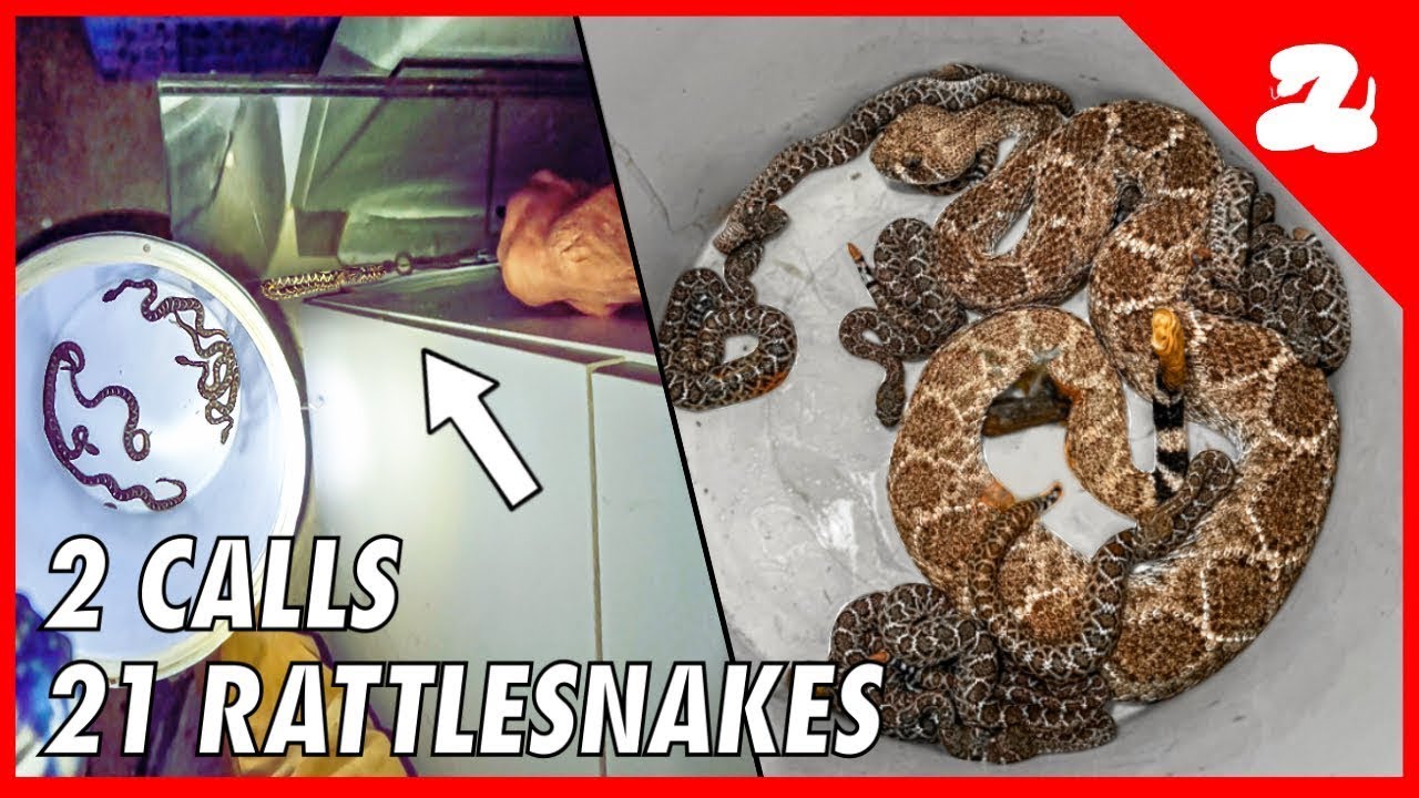 Звонки поступают — настал сезон детенышей гремучих змей!