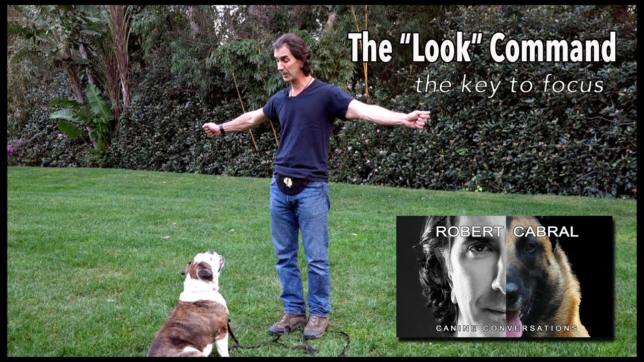 Teach Your Dog to Look at You - with Stella - #13 Robert Cabral Dog Training