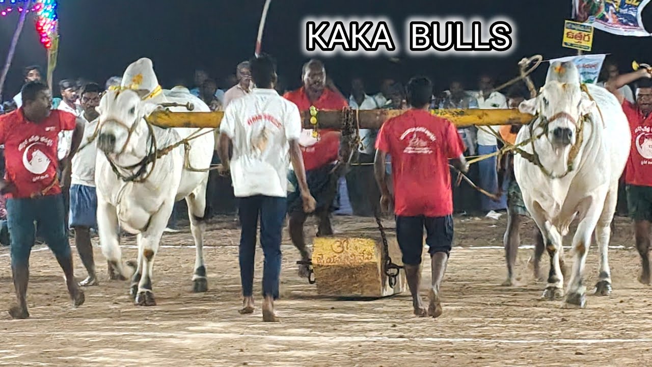 మాచవరం గ్రామం న్యూ కేటగిరి విభాగం💥5వ జత 💥KAKA BULLS 