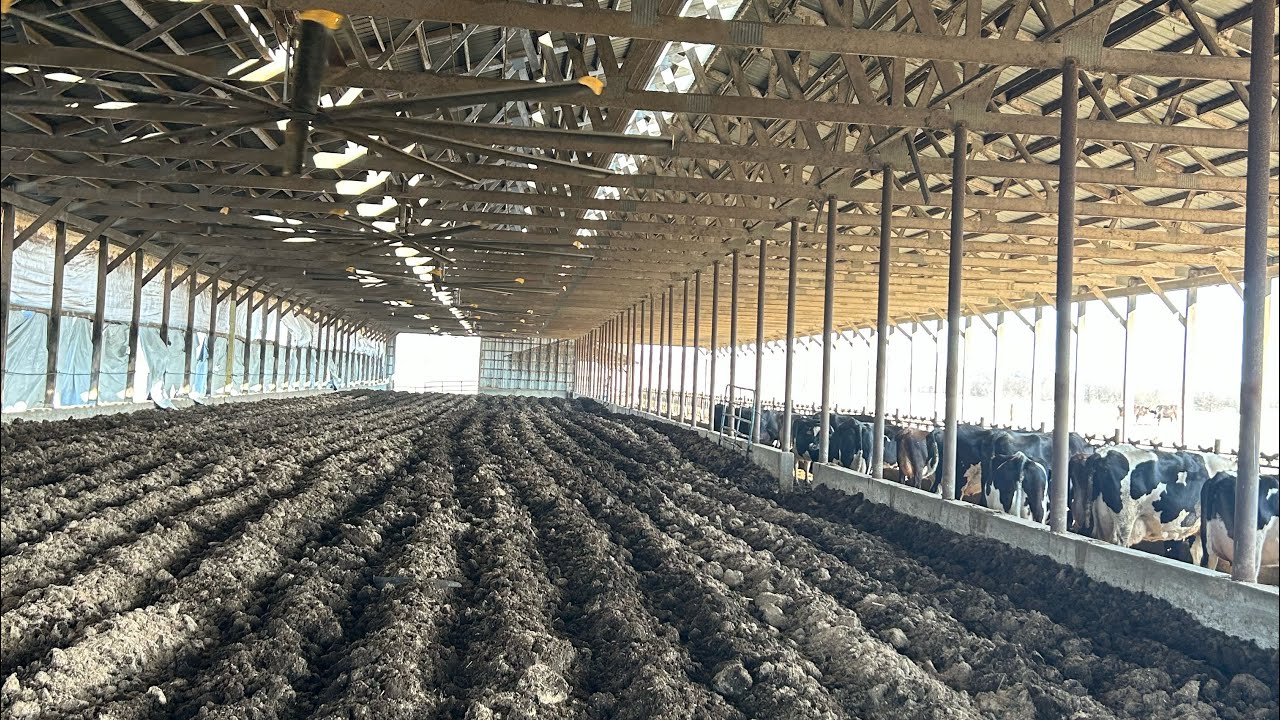 Maintaining our compost bedded pack in the wintertime.
