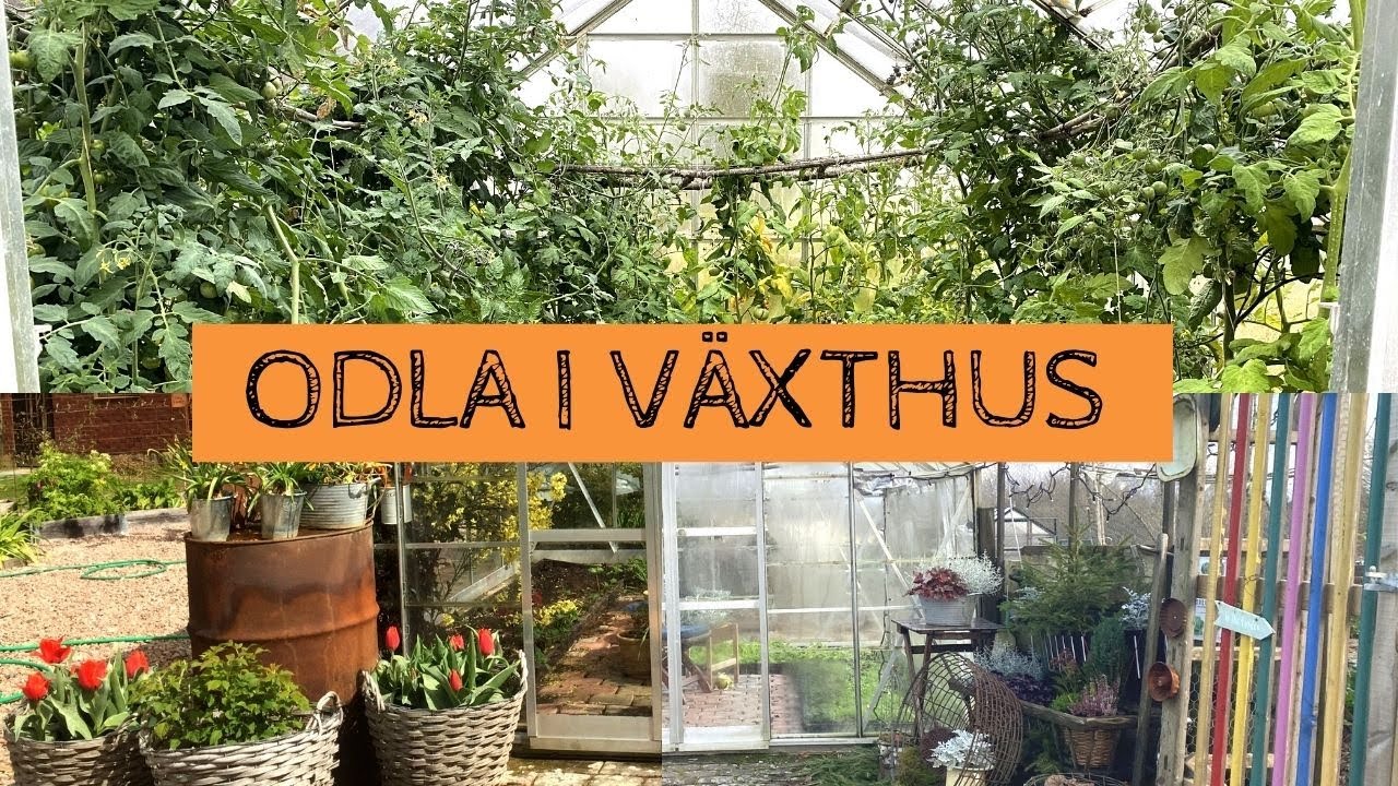 ODLA I V&Auml;XTHUS - F&ouml;lj odlingen i tre olika v&auml;xthus fr&aring;n januari till december. Ett &aring;r med v&auml;xthus.
