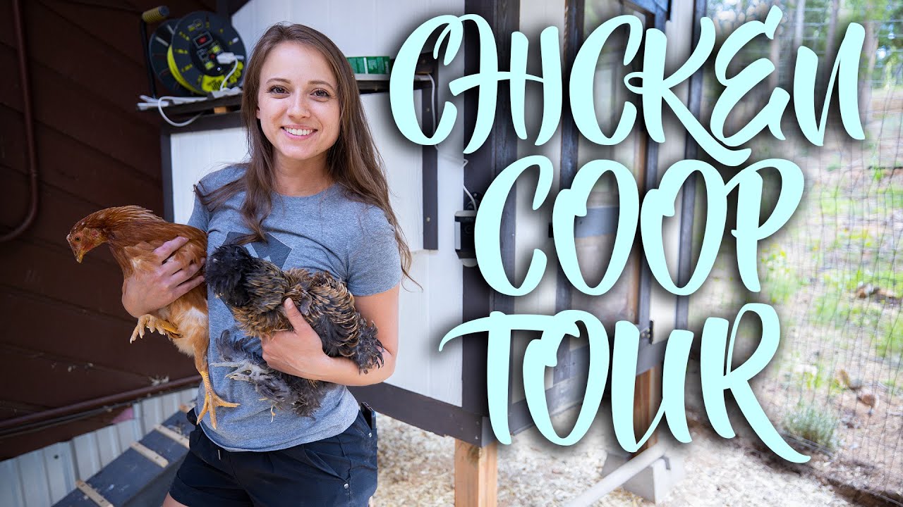 My Backyard Chicken Coop Tour - Enclosed Chicken Run in the Colorado Rockies