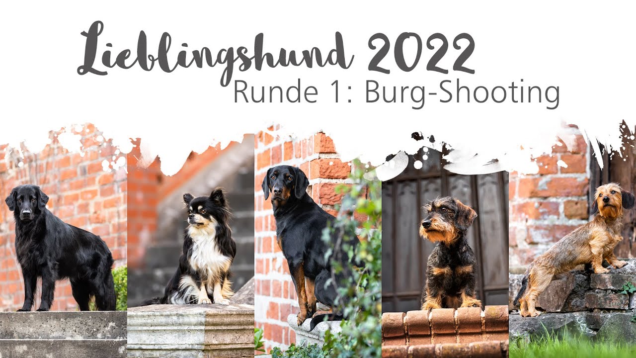 Wer wird Lieblingshund 2022? Runde 1: Hundeshooting an einer Wasserburg 🏰