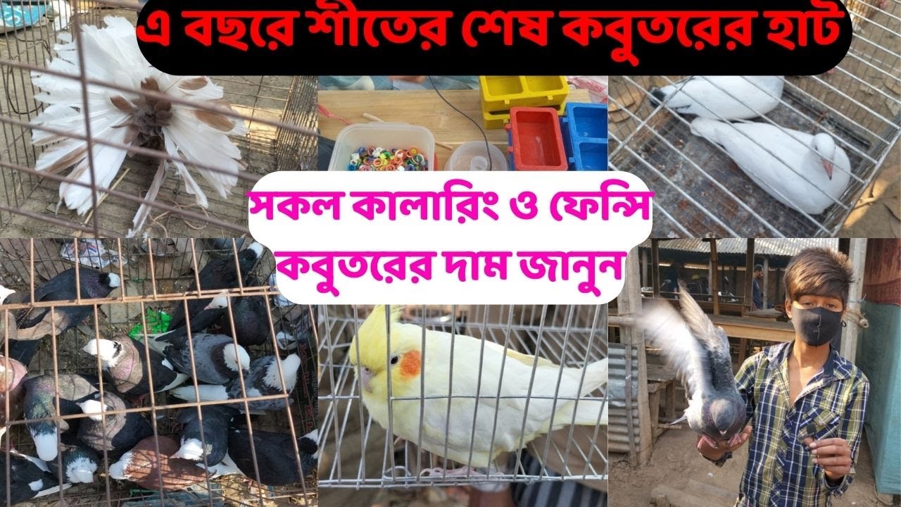 সবচেয়ে কম দামে কবুতর কিনুন || পাইকারি দামে কবুতর কিনুন  #সৌখিনখামার