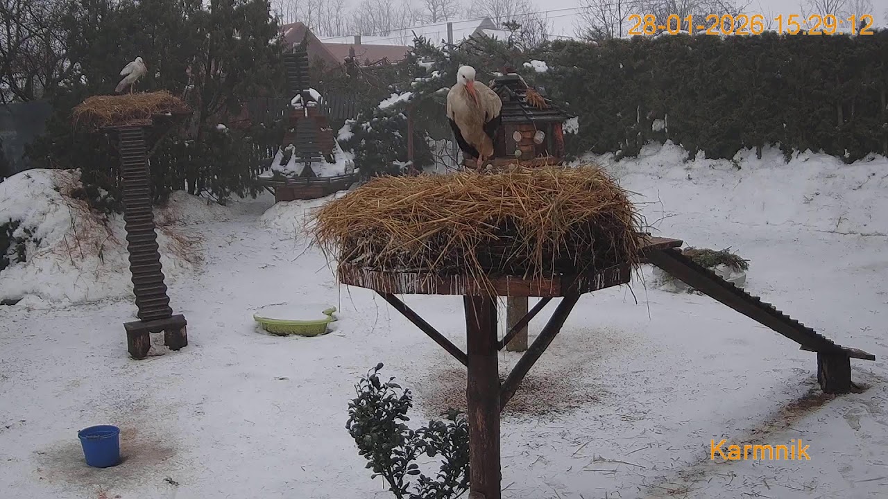 Gniazdo Bocianie pod Sokółką - na żywo.