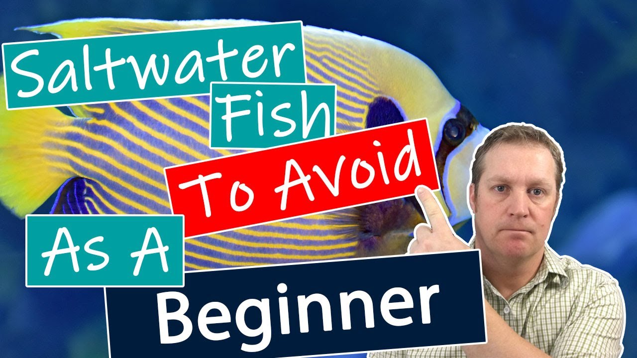 Saltwater Fish Beginners Should Avoid
