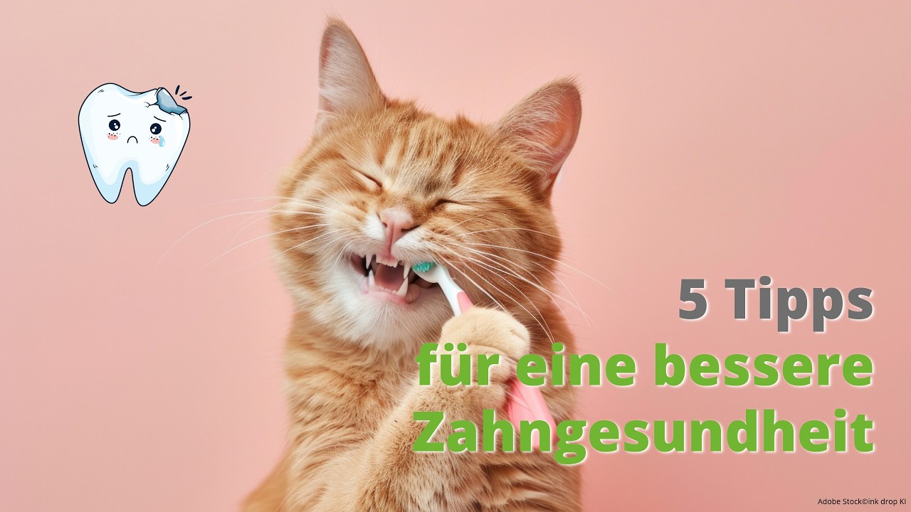 5 Tipps für gesunde Zähne bei Hund und Katze