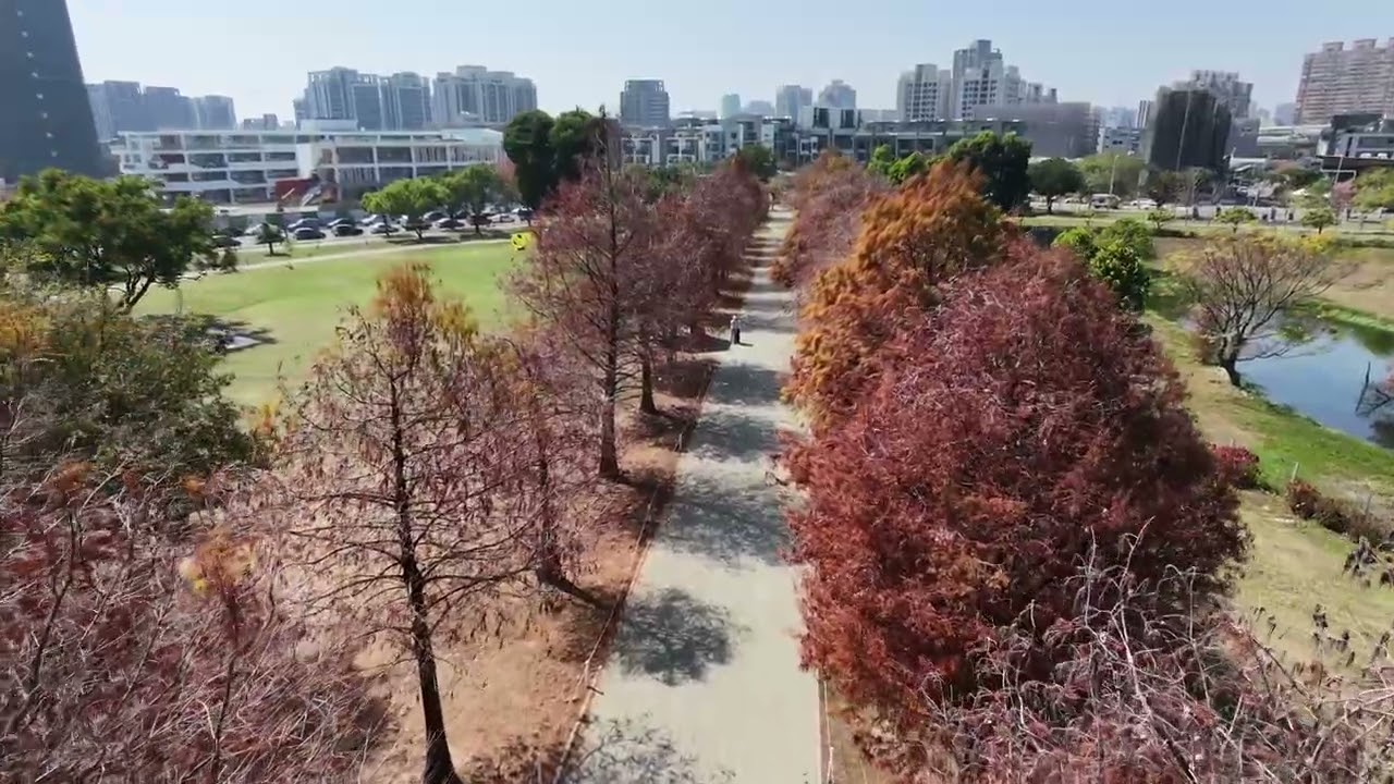 南興公園落羽松