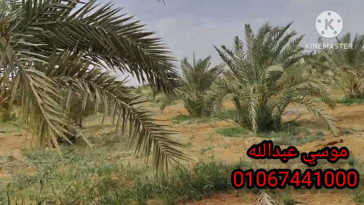 45 فدان في #الواحات_البحرية بسعر مناسب جدا 01067441000