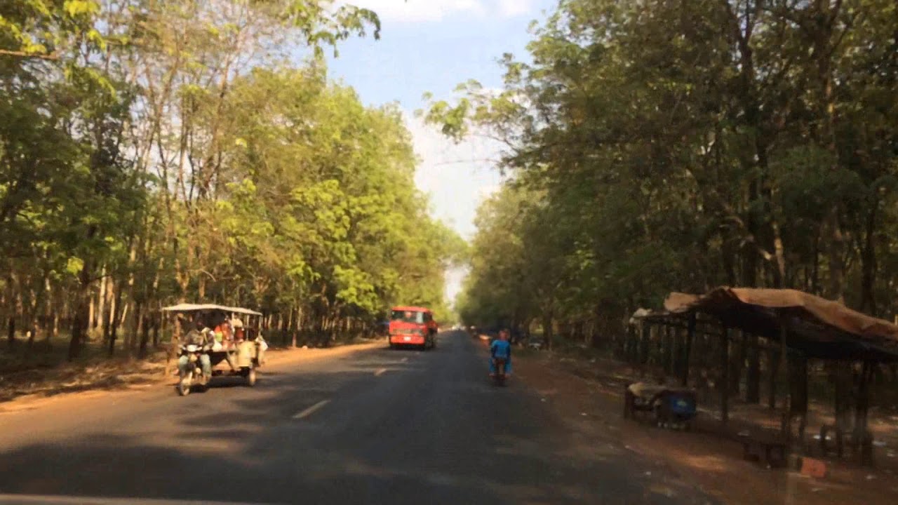 Rubber Plantation along the road