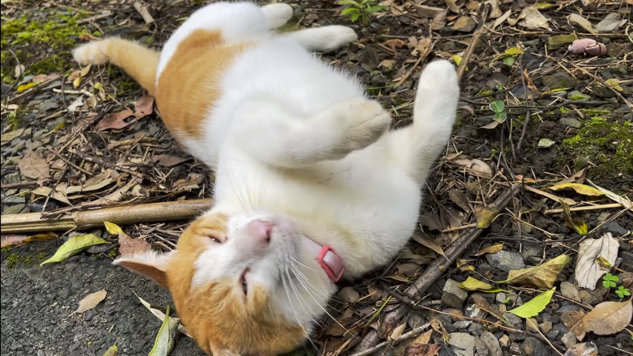 野生で生きる猫&hellip;道路で無防備すぎませんか？ #114