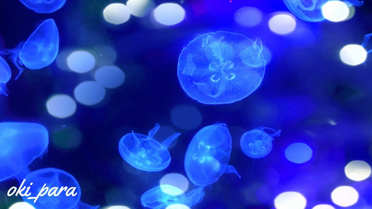 【沖縄】クラゲと癒やしの3時間 美ら海水族館 水槽 Churaumi Aquarium Relaxation jellyfish BGM 3 Hours 4K