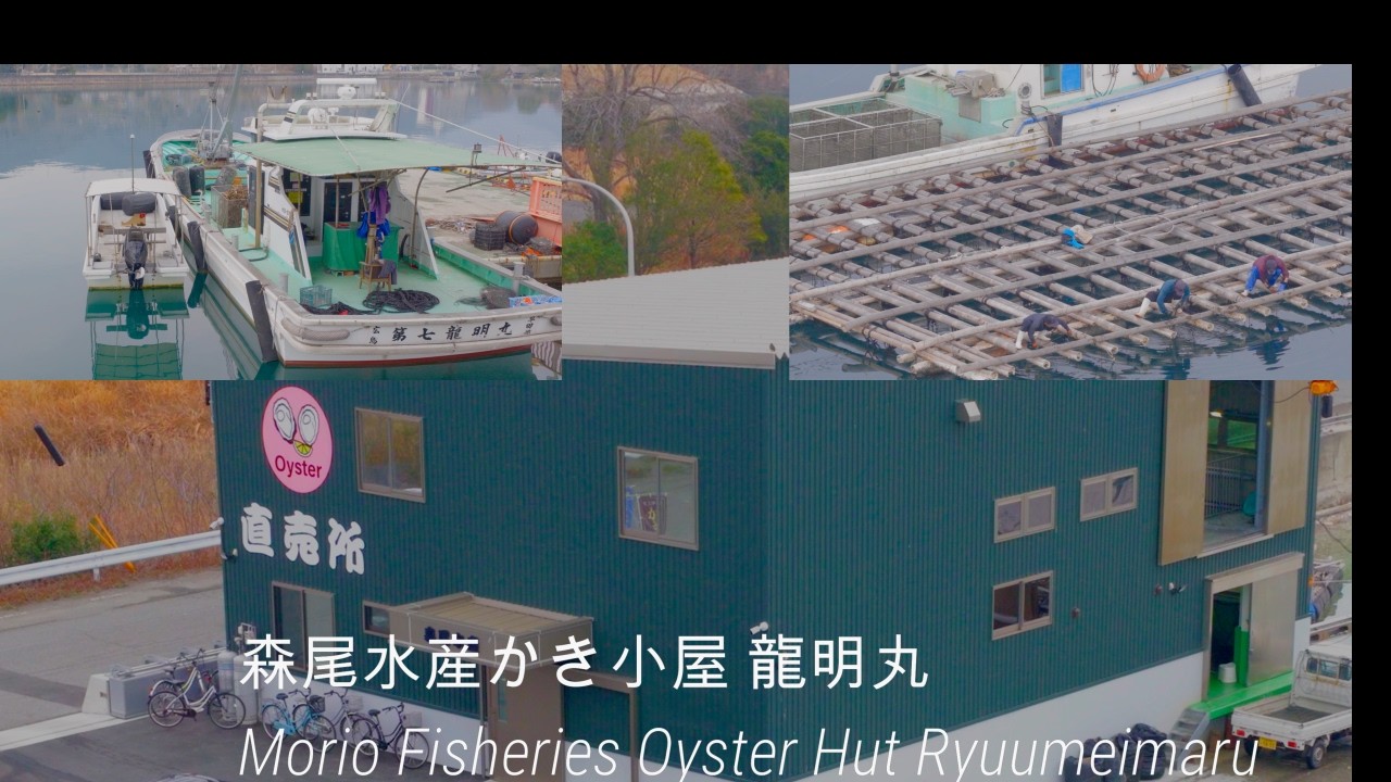生育状況が好転してきた広島の牡蠣　Hiroshima oysters are experiencing an improvement in their growing conditions