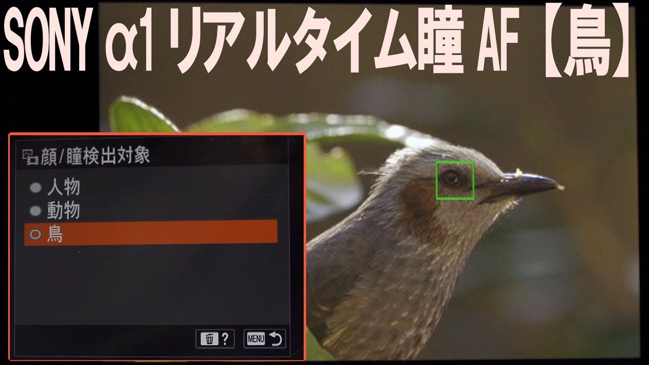 SONY &alpha;1  リアルタイム瞳AF【鳥】　認識の様子