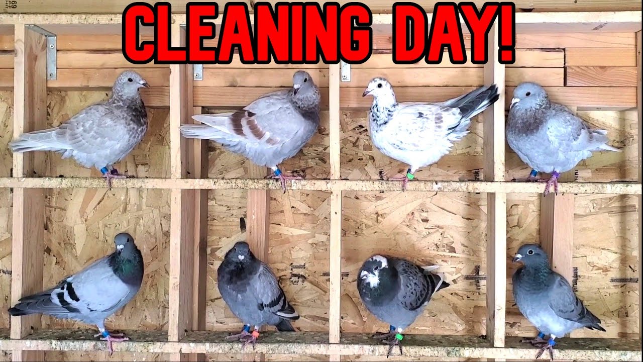 Pigeon Loft: Cleaning And Update