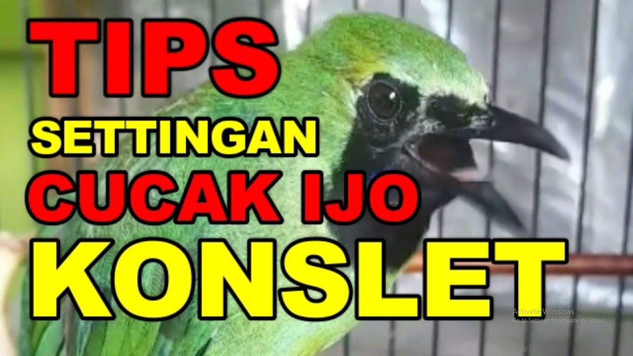 TIPS SETTINGAN CUCAK IJO KONSLET
