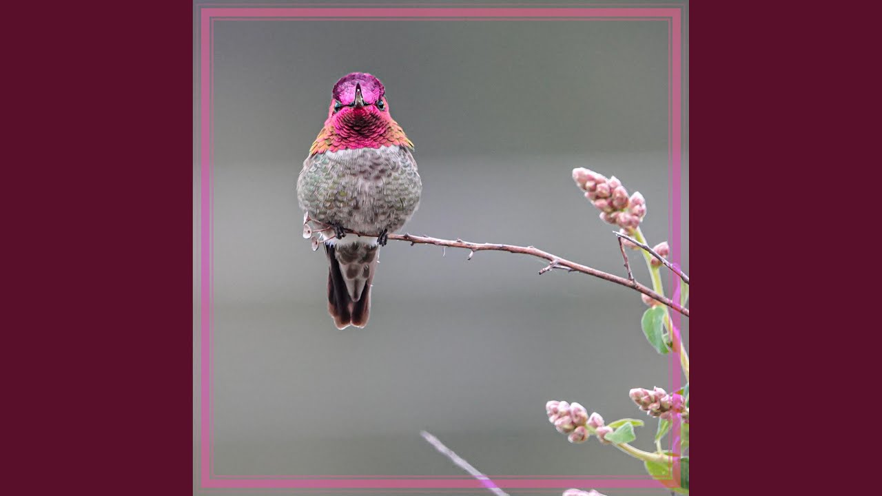 Shasta California Spring Bird Calls