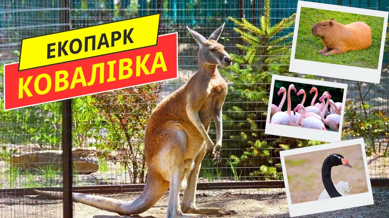 КЕНГУРУ В УКРАЇНІ? РІДКІСНІ ТВАРИНИ І ПТАХИ, ЯКИХ НЕМАЄ У ЗВИЧАЙНОМУ ЗООПАРКУ. КОВАЛІВКА. ПОЛТАВЩИНА