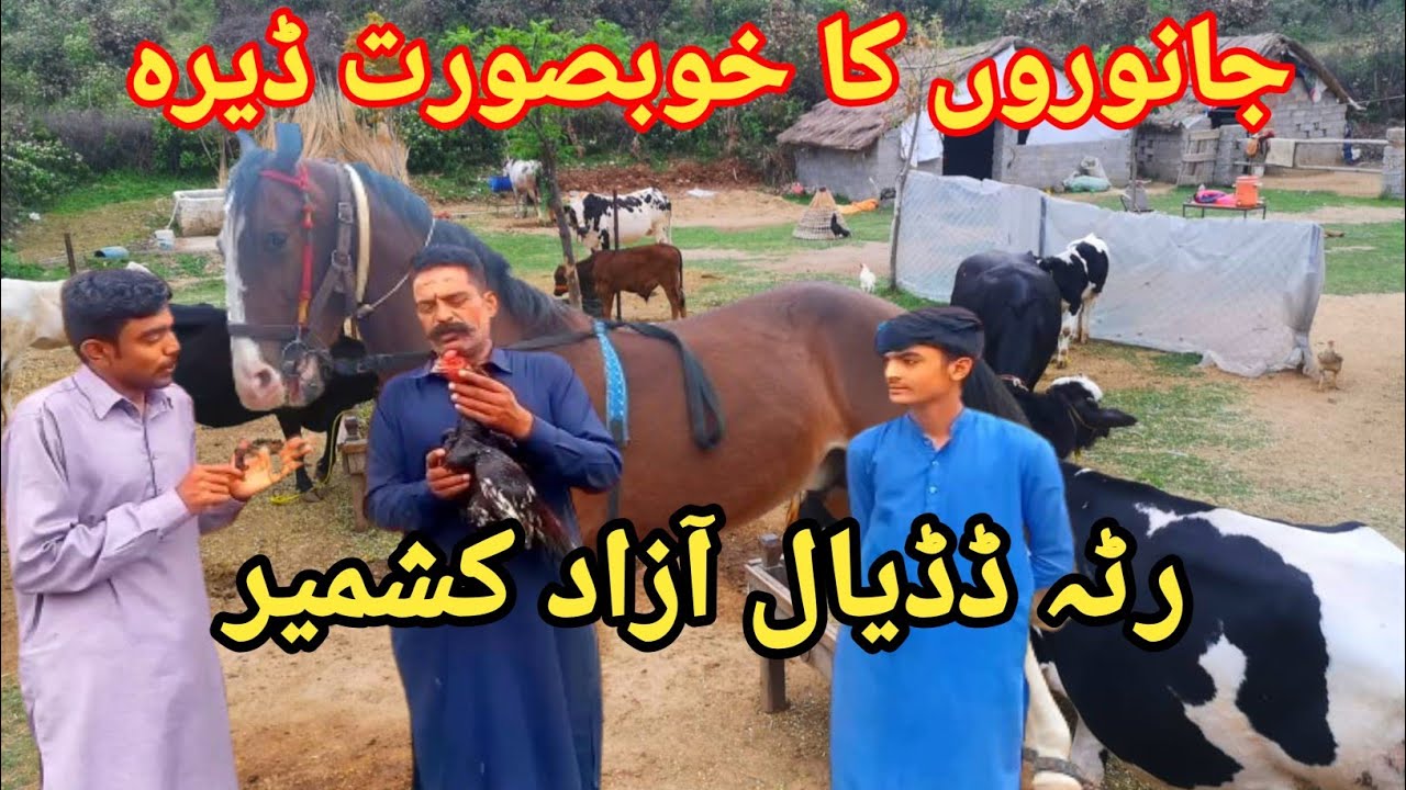 Animals Farm in Ratta Dadyal Azad Kashmir ||Chohan tv