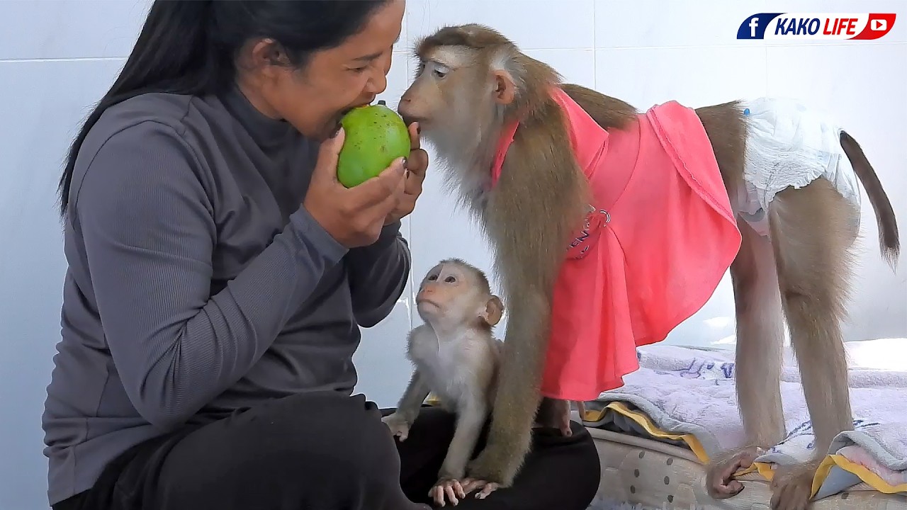 Baby Luka With Madam Luna Eating Sweet Mango Fruit