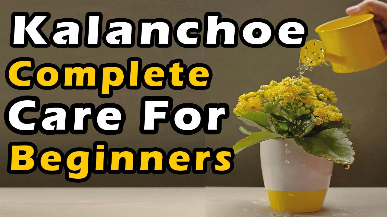 How to Grow & Care Kalanchoe🌿 With Secret Tips Nurseries Don’t Tell You