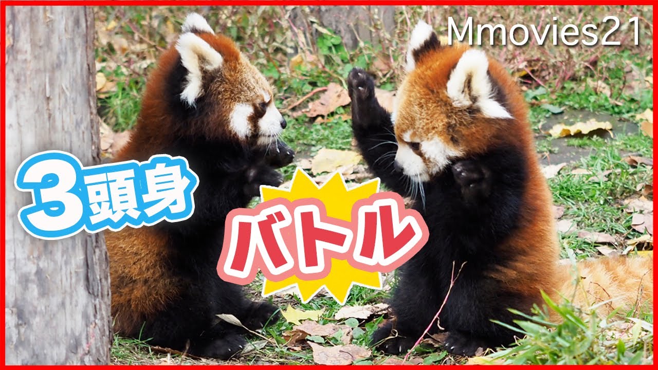 可愛いバトルが止まらない双子のレッサーパンダ菫菫&茜茜~Cute battle of Twin Red Panda cubs