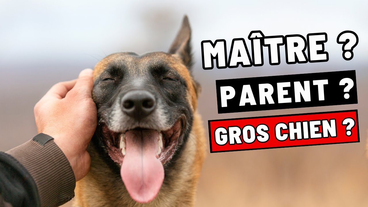 Qui Êtes-Vous VRAIMENT Aux Yeux De Votre Chien ? (Maître, Parent, Chef De Meute ?)