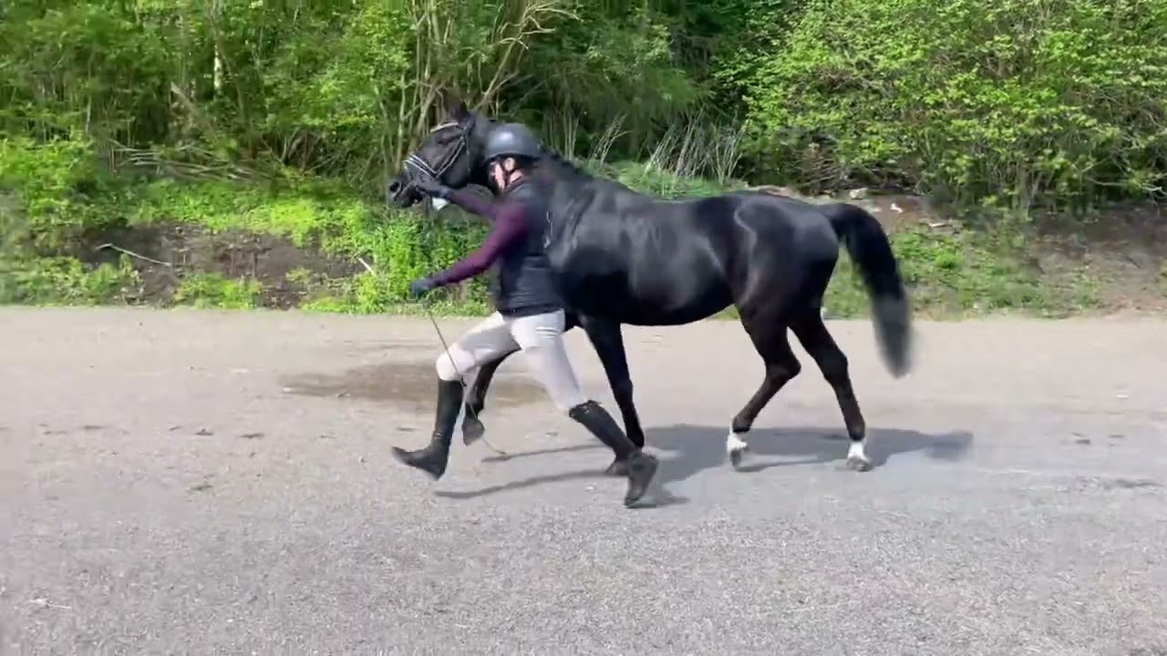 Häst vid hand