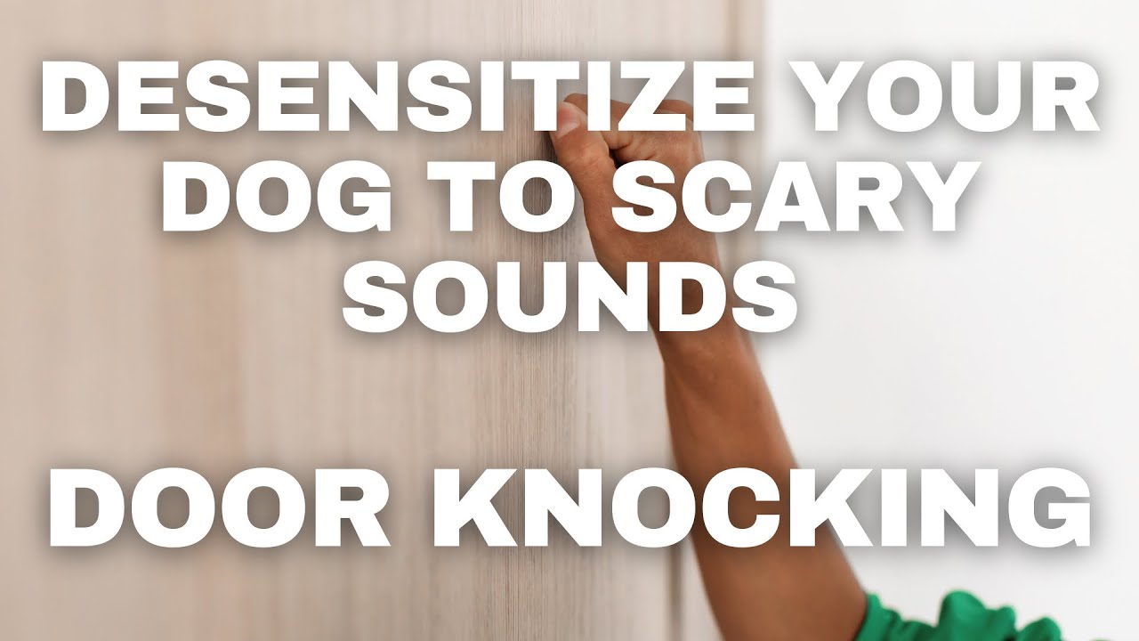 Dog Desensitization Sounds for Dogs & Puppies: Door Knocking